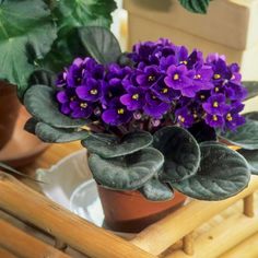 African Violet