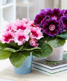 Gloxinia