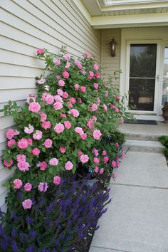 Rugosa Rose