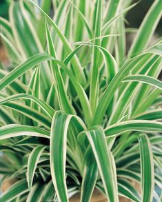 Spider Plant