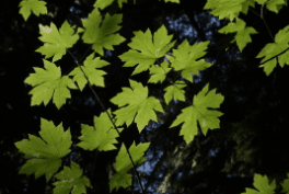 Big Leaf Maple (acer Macrophyllum)