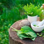 Fresh Garden Herbs