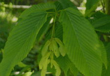 Hornbeam Maple (acer Carpinifolium)