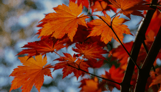 Amur Maple (acer Ginnala)