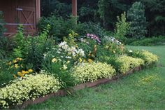 Moonbeam Coreopsis