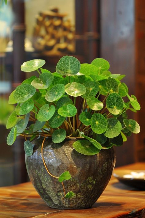 Chinese Money Plant