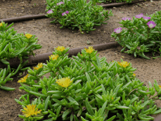  Ice Plant (delosperma Cooperi)