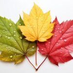 Beautiful Species of Maple Trees