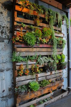 Pallet Living Wall